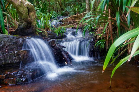 Glow Worms Private Tour - Nocturnal Rainforest Walk - Accommodation Noosa 5