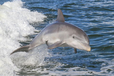 Noosa Oceanrider Scenic Dolphin Safari - Accommodation Noosa 0