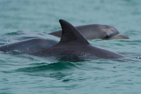 Noosa Oceanrider Scenic Dolphin Safari - Accommodation Noosa 1