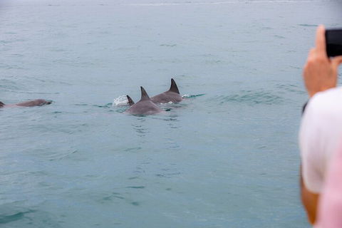 Noosa Oceanrider Scenic Dolphin Safari - Accommodation Noosa 2