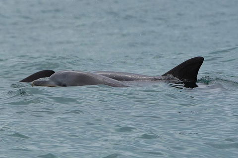 Noosa Oceanrider Scenic Dolphin Safari - Accommodation Noosa 3