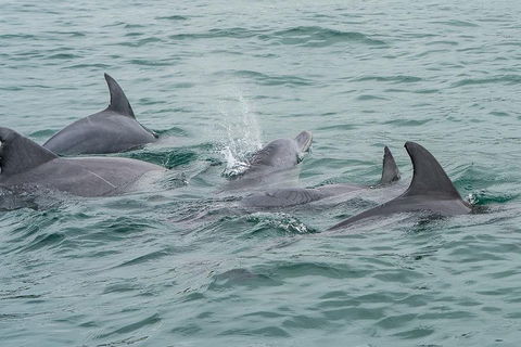 Noosa Oceanrider Scenic Dolphin Safari - Accommodation Noosa 5