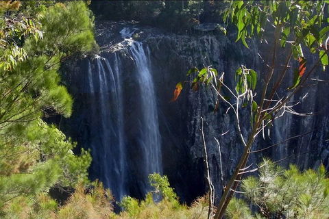 Byron Bay Hinterland Tour Including Rainforest Walk To Minyon Falls - Accommodation Noosa 0