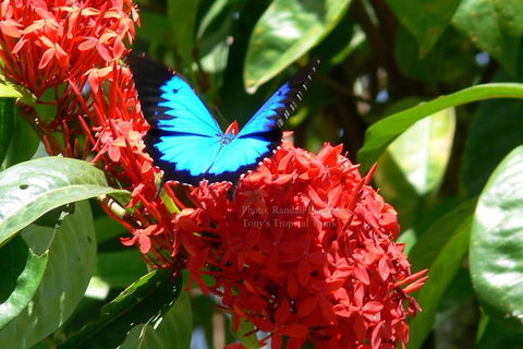 Daintree Rainforest, Cape Tribulation, Mossman Gorge Small-Group Day Tour - Accommodation Noosa 2