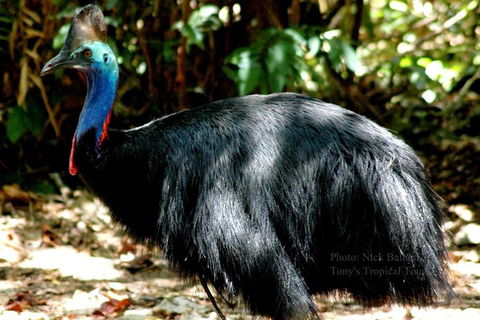 Daintree Rainforest, Cape Tribulation, Mossman Gorge Small-Group Day Tour - Accommodation Noosa 3