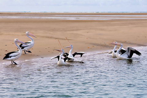 Town Of 1770 Afternoon Cruise - Accommodation Noosa 4