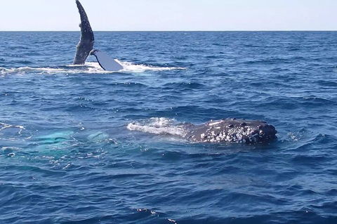 Noosa Whale Watching - Accommodation Noosa 0