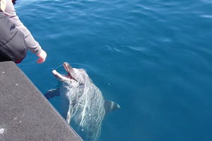 Noosa Wild Dolphin Safari