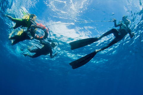 Passions Of Paradise Great Barrier Reef Snorkel And Dive Cruise From Cairns By Luxury Catamaran - Accommodation Noosa 2