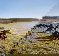 Kangaroo Island Personal Group Tours