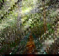 O'Reilly's  Lamington National Park from Gold Coast - Accommodation Noosa