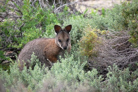 Pink Lake + Abrolhos Islands Nature Tour - Accommodation Noosa 1