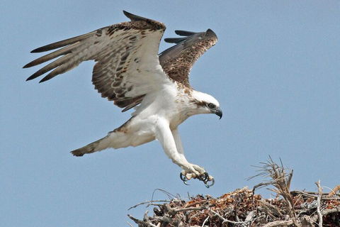 Pink Lake + Abrolhos Islands Nature Tour - Accommodation Noosa 3