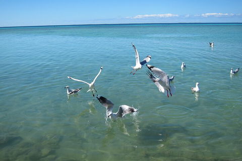 Pink Lake + Abrolhos Islands Nature Tour - Accommodation Noosa 5