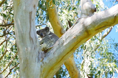 Best Of Moreton Bay Cruise - Accommodation Noosa 2