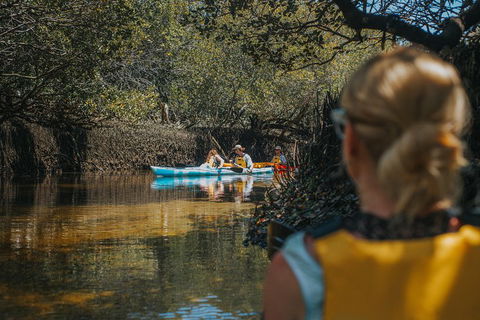 Kayak Tour In Adelaide Dolphin Sanctuary - Accommodation Noosa 0