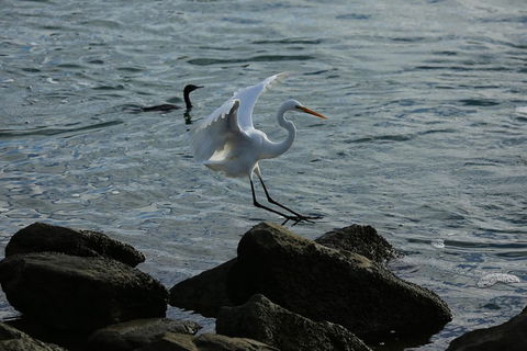 Kayak Tour In Adelaide Dolphin Sanctuary - Accommodation Noosa 1
