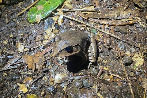 Evening Rainforest & Glow Worm Experience - Accommodation Noosa 1