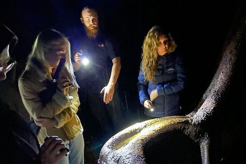 Evening Rainforest & Glow Worm Experience - Accommodation Noosa 2