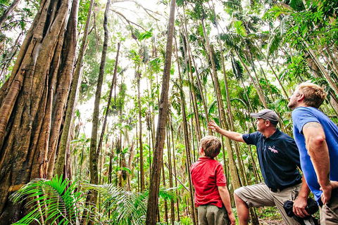 Natural Bridge & Springbrook Waterfalls Tour + Hot Air Balloon With Breakfast - Accommodation Noosa 5