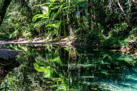 Daintree And Cape Tribulation Full Day Guided Tour - Accommodation Noosa 1