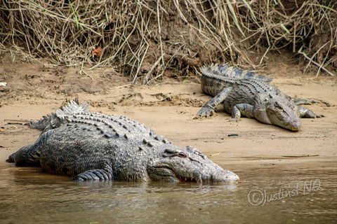 Daintree And Cape Tribulation Full Day Guided Tour - Accommodation Noosa 3