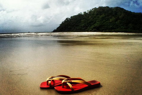 Daintree And Cape Tribulation Full Day Guided Tour - Accommodation Noosa 4