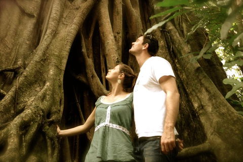 Daintree And Cape Tribulation Full Day Guided Tour - Accommodation Noosa 5