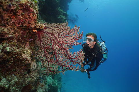 Silversonic Outer Great Barrier Reef Dive And Snorkel Cruise From Port Douglas - Accommodation Noosa 0