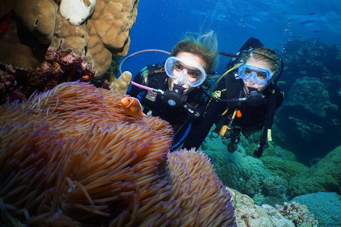 Quicksilver Dive 4 Day PADI Learn To Dive Course - Accommodation Noosa 4