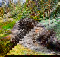 Cradle Mountain National Park Day Tour from Launceston - Accommodation Noosa
