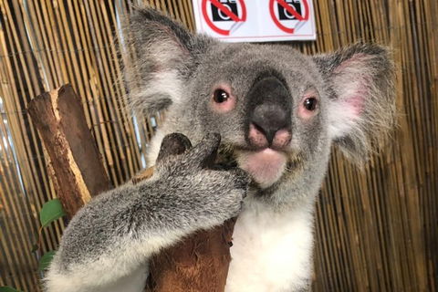 Kuranda Tour Deluxe Course With Kuranda 3 Zoos Or Free Course - Accommodation Noosa 0
