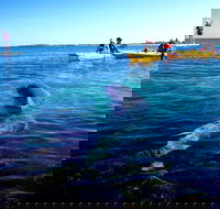 Penguin and Seal Islands Sea Kayaking Experience - Accommodation Noosa