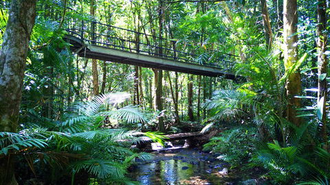 Double Pack-Ancient Rainforest And Waterfalls! - Accommodation Noosa 0