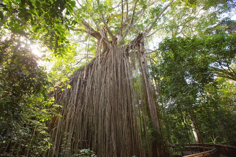 Double Pack-Ancient Rainforest And Waterfalls! - Accommodation Noosa 5