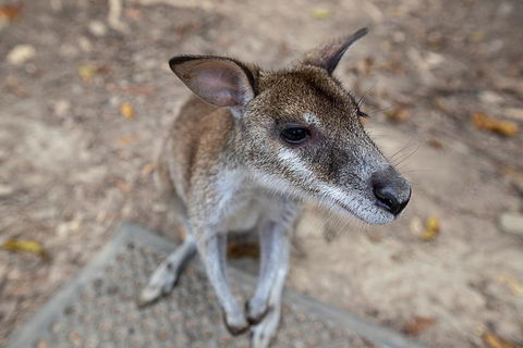 2 Day Daintree Rainforest, Cape Tribulation And Outback Chillagoe Tour - Accommodation Noosa 4