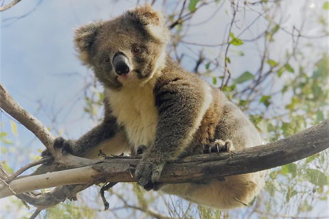 Kangaroo Island Scenic Trail Tour - Accommodation Noosa 2