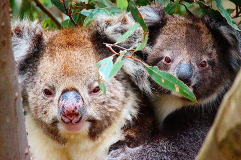 Small-Group Buggy Tour At Little Sahara With Guide - Accommodation Noosa 5