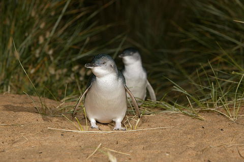 Phillip Island Penguin, Brighton Beach, Moonlit Sanctuary From Melbourne - Accommodation Noosa 2
