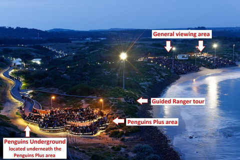 Phillip Island Penguin, Brighton Beach, Moonlit Sanctuary From Melbourne - Accommodation Noosa 4