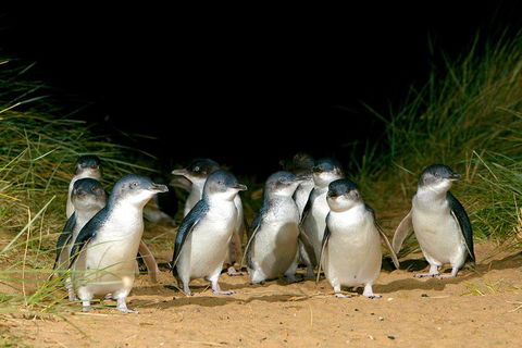 Phillip Island Penguin, Brighton Beach, Moonlit Sanctuary From Melbourne - Accommodation Noosa 5