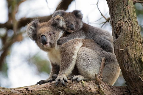 Great Ocean Road Sunset Tour From Melbourne - Accommodation Noosa 0