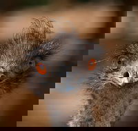 Currumbin Wildlife Sanctuary General Entry Ticket - Accommodation Noosa
