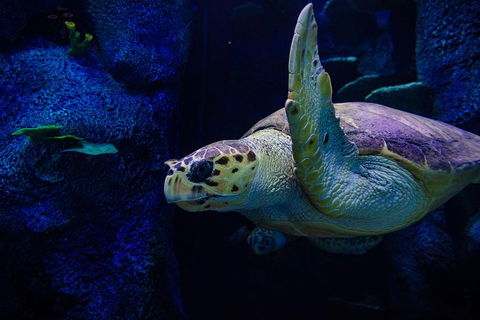Sydney Attractions Pass: SEA LIFE Aquarium, Sydney Tower Eye, WILD LIFE Zoo And Madame Tussauds - Accommodation Noosa 1