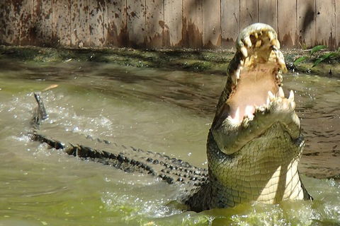 Hartley's Crocodile Adventures Day Trip From Palm Cove - Accommodation Noosa 3