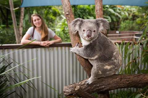 Hartley's Crocodile Adventures Day Trip From Palm Cove - Accommodation Noosa 5