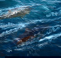 Sydney Whale-Watching Cruise - Accommodation Noosa