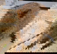 Wave Rock Pinnacles and Rottnest One Day Aeroplane Tour - Accommodation Noosa