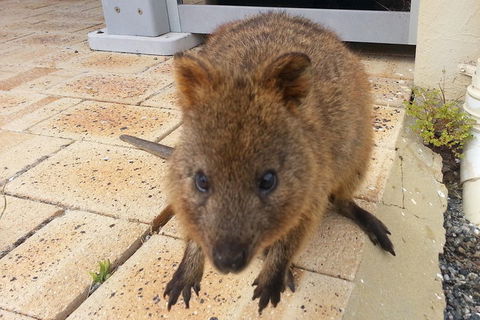 Wave Rock, Pinnacles And Rottnest One Day Aeroplane Tour - Accommodation Noosa 0