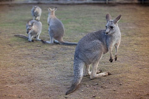 Private Tour: Blue Mountains Day Trip From Sydney - Accommodation Noosa 2